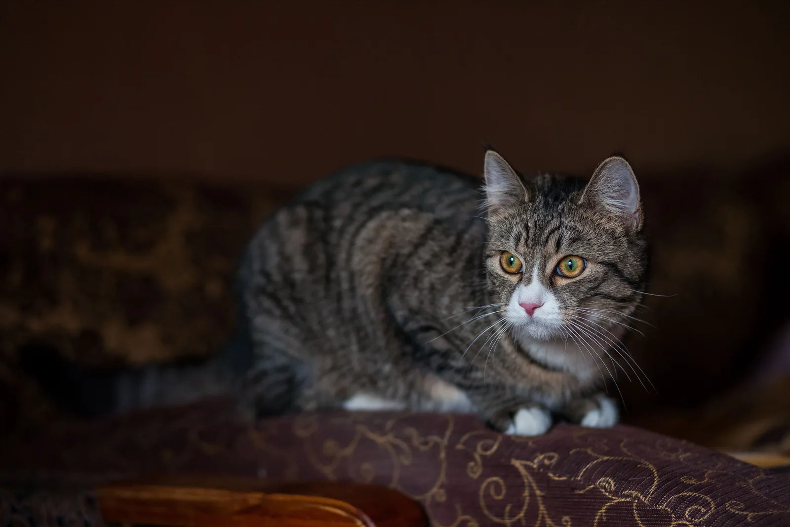 A tabby cat resting in a softly lit interior.