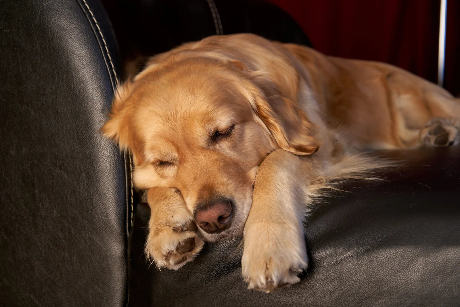 A golden retriever resting on a leather sofa in warm natural light.